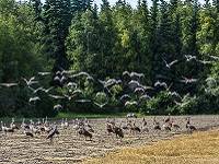 Sandhill cranes flying over a field.