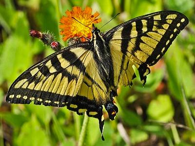 Yellow and black butterfly on an orange flower.