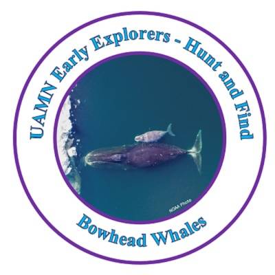 Circle with a photo of a two bowhead whales swimming in the ocean. Around the edge are the words "UAMN Early Explorers: Hunt and Find: Bowhead Whales."