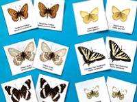 6 pairs of butterfly matching cards, each showing a different species.