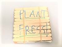 Cardboard square with a row of popsicle sticks glued flat against the cardboard, and two rubber bands wrapped around it. The words "Plant Press" are written on the top with blue marker.