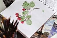 Drawing of a berry plant in a sketchbook, colored red and green with colored pencils.
