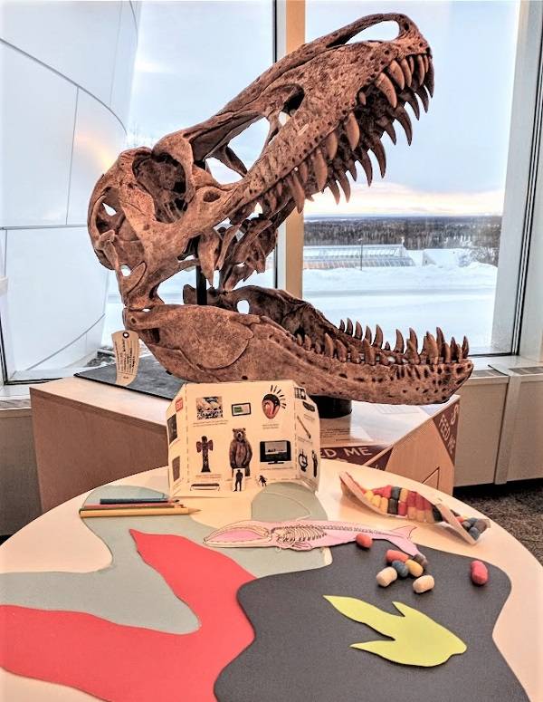 Various craft supplies in front of a tarbosaur skull.