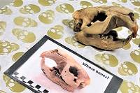 A beaver skull sitting on a skull-patterned tablecloth, next to a card with a picture of a beaver skull and the words "Whose bones?"