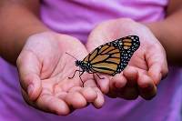 Orange and black butterfly sitting on a child's hands.