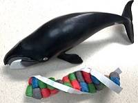 Whale figurine next to a homemade DNA model.