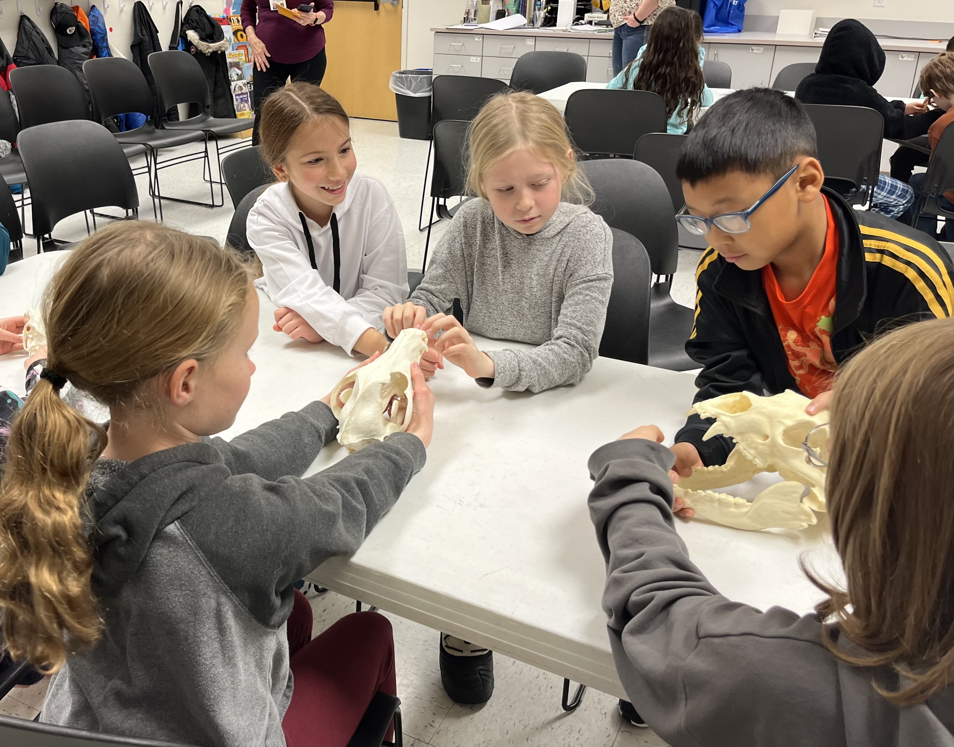 Students examing skulls