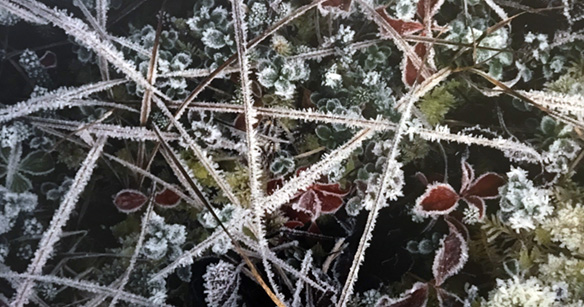 On Close Inspection, The Tundra Reveals A Fine Mosaic Of Plants by Michio Hoshino.
