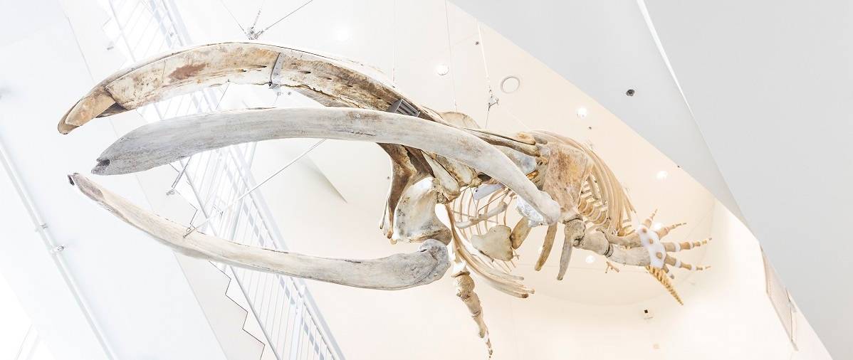 A bowhead whale skeleton is suspended in a museum lobby.