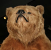 A taxidermied brown bear, seen from the shoulders up.