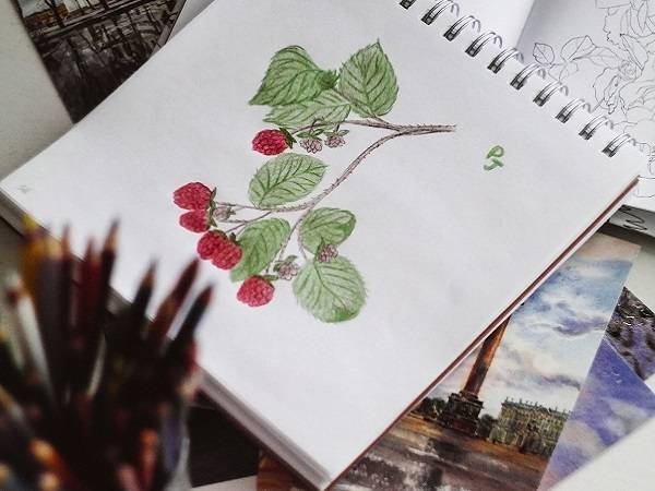 Drawing of a berry plant in a sketchbook, colored red and green with colored pencils.
