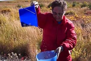 Person sitting among tundra foliage, pouring berries from one blue bucket into another.