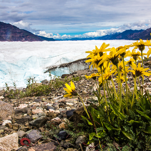 A variety of wildflowers flourish in late June near the Nabesna Glacier in the Wrangell-St. Elias National Park and Preserve. UAF Photo by Todd Paris, 2015