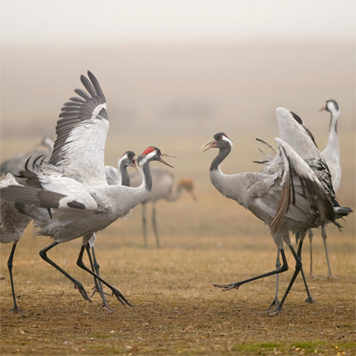 Two common cranes with wings outstretched. Image courtesy of Canva