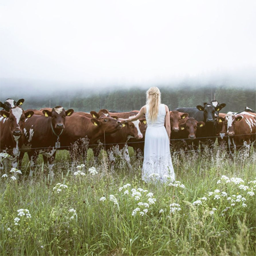 Jonna Jinton uses the Scandinavian singing tradition of kulning to herd cows. Photo credit: Jonna Jinton