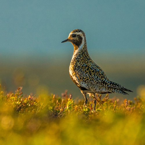 European plover in a field | Image from Canva