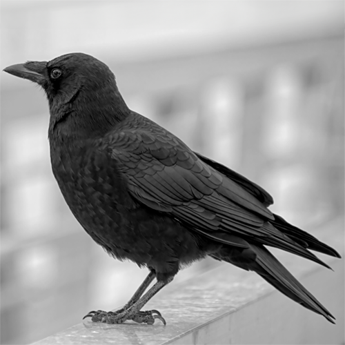 Black and white image of a raven. Image from Canva