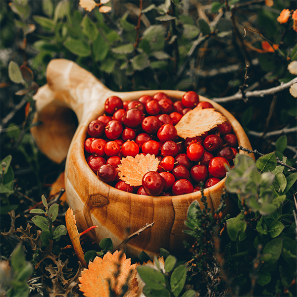 A traditional Sami cup called a kuksa holding cranberries | Canva photo