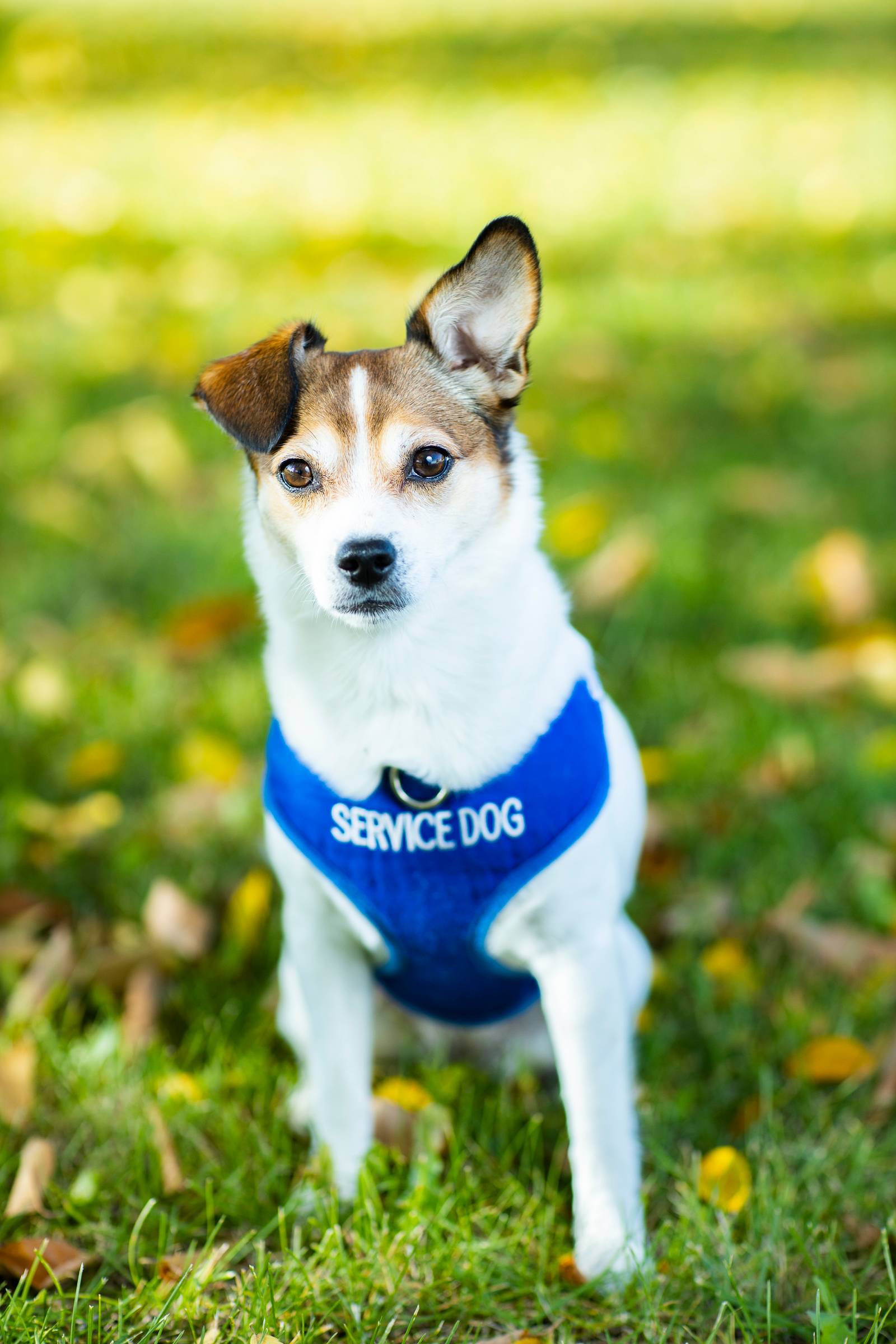 Khaleesi Skipper headshot Khaleesi Skipper headshot