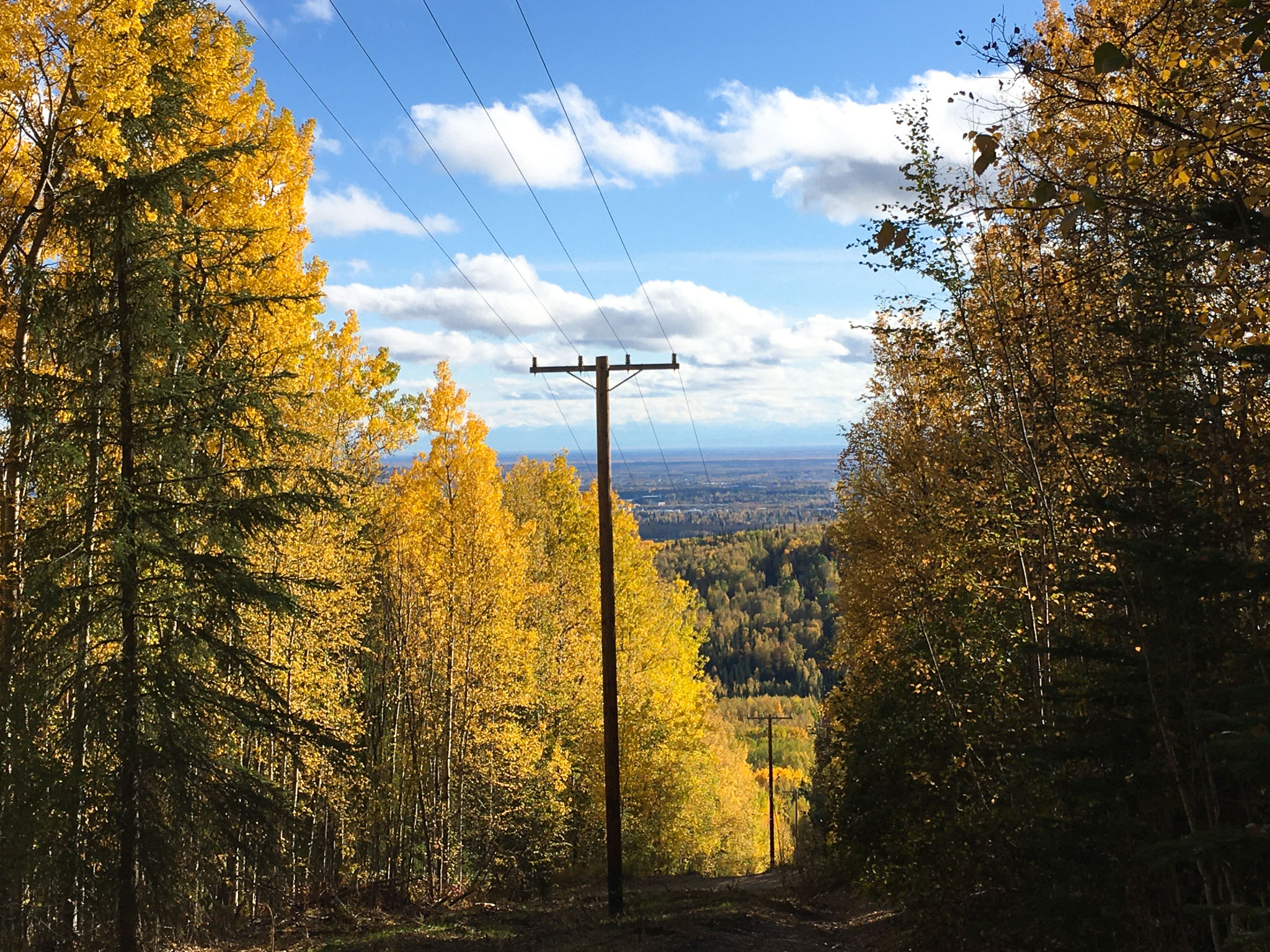 A powerline running through a forest of trees with golden, fall colored leaves