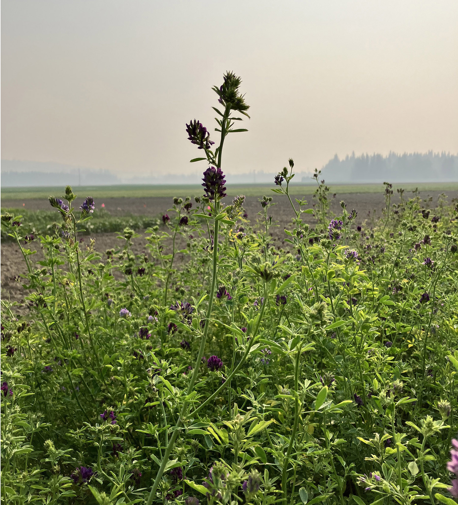 A leafy green stand of alfalfa with purple flowers grows in a smoky field.