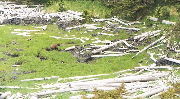Grizzly bear is seen on a beach covered with beach grass and large driftwood logs.