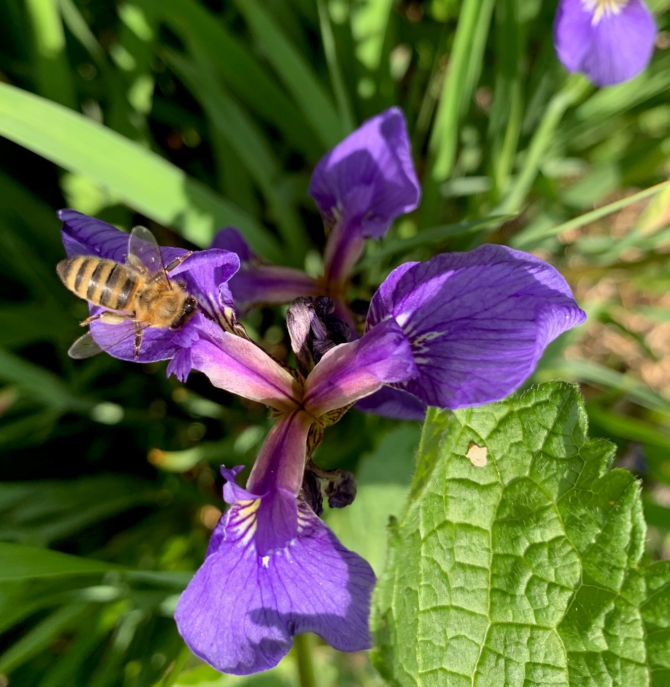 A bee lands on a petal of a purple iris