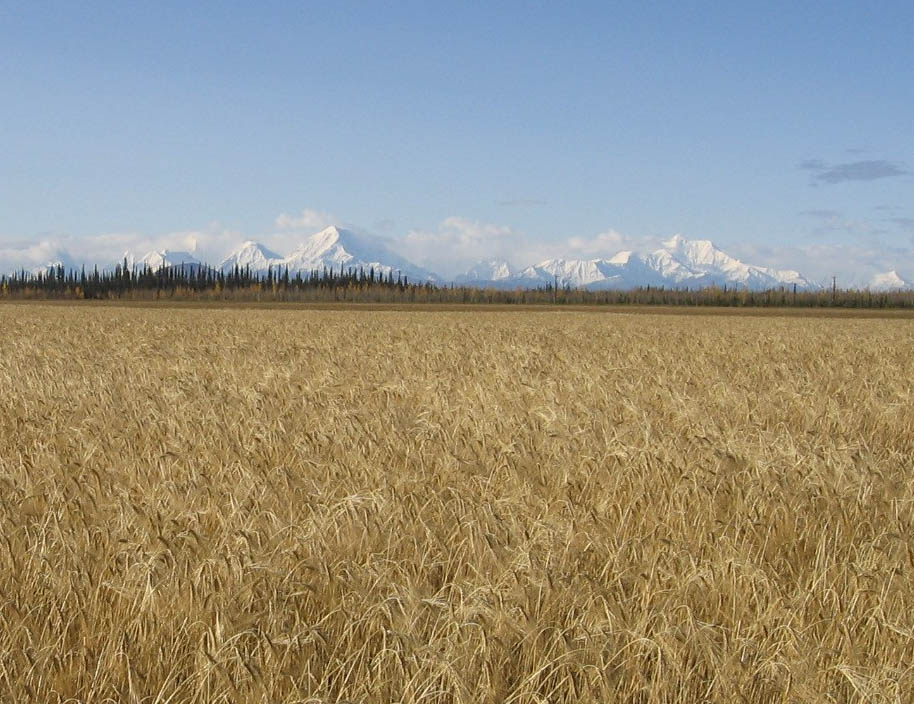 Barley field under a blue sky with snow-covered mountain peaks in the background.