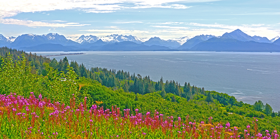 Pink fireweed blooms on a hillside over Kachemak Bay and the Homer Spit.