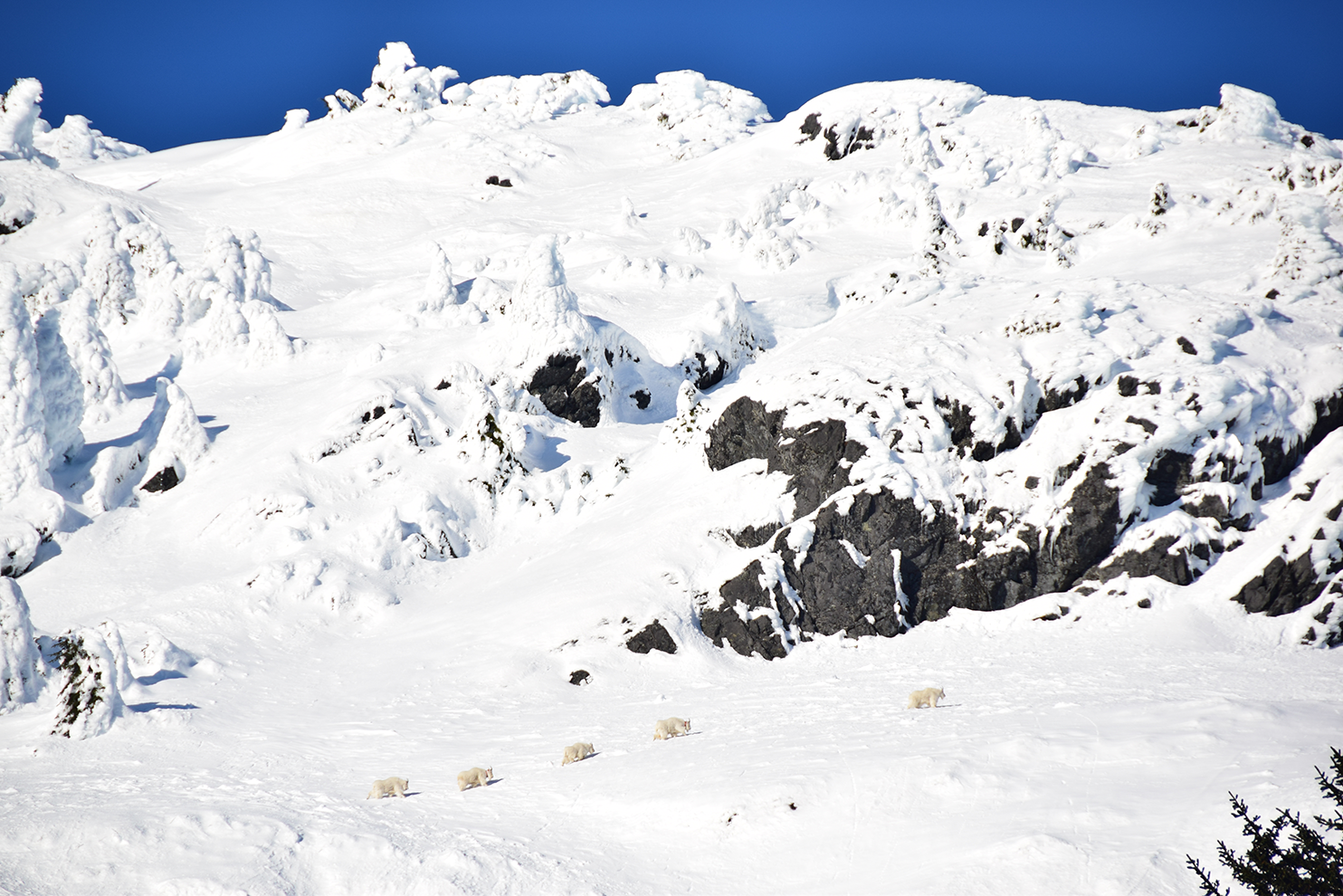 Five adult mountain goats traversing below steep, snow loaded avalanche-prone slopes.