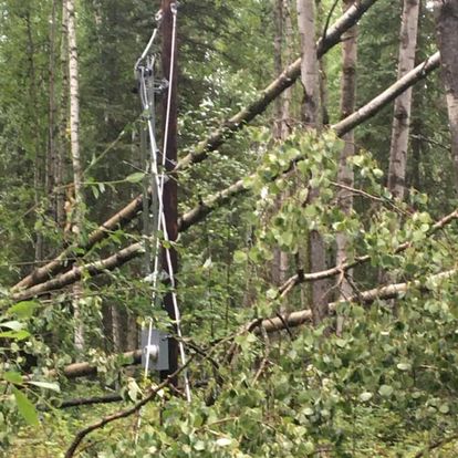 Downed trees surround a damaged power pole after a windstorm