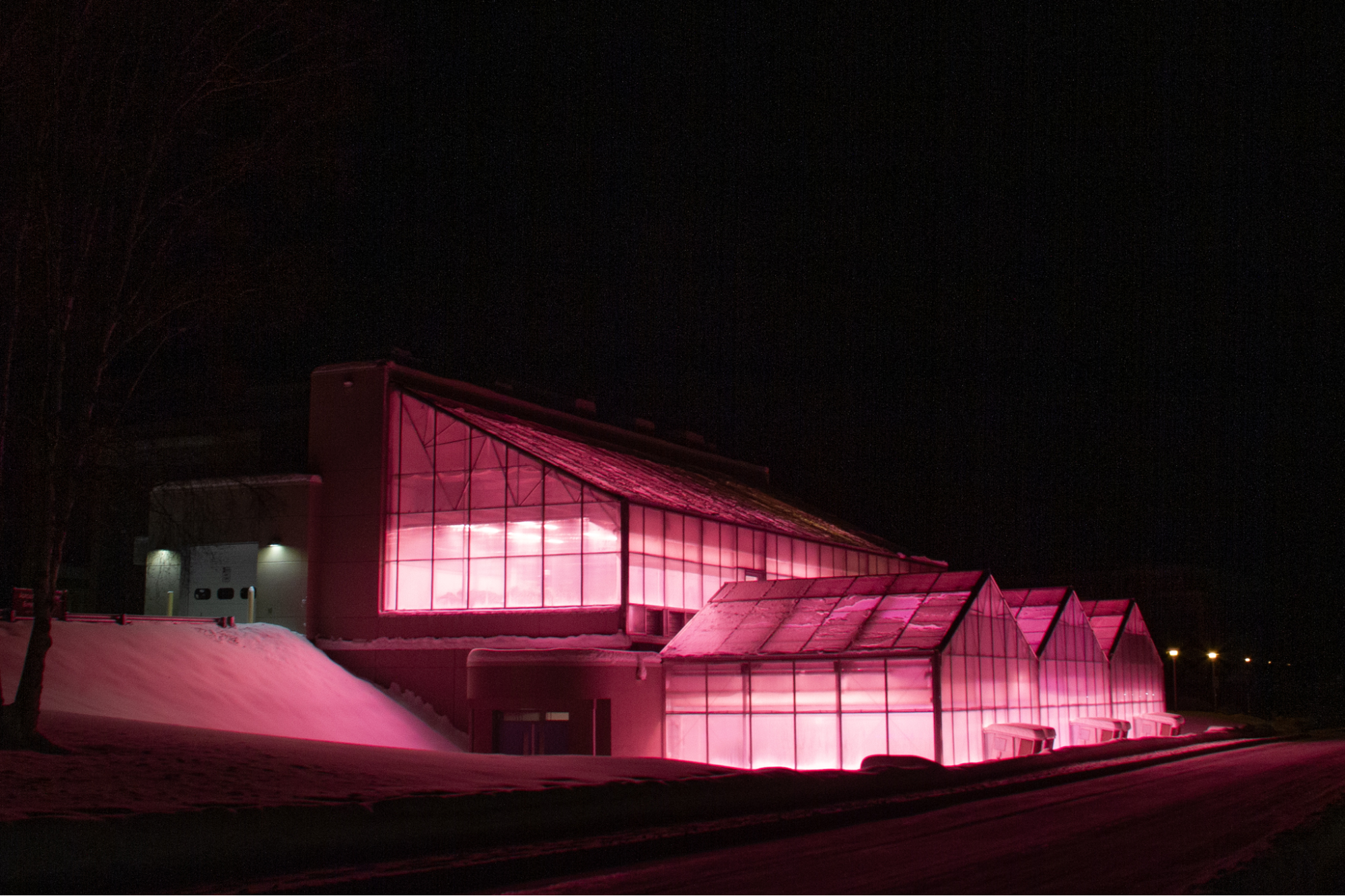 A greenhouse is lit up with bright pink lights on a dark, snowy campus