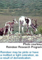 Reindeer and calf