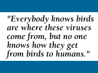 Quote: Everybody knows birds are where these viruses come from, but no one knows how they get from birds to humans.