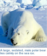 Sedated polar bear