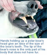 Polar bear teeth