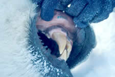 Polar bear's vestigial premolar