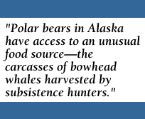 Polar bears in AK have access to an unusual food source--the carcasses of bowhead whales harvested by subsistence hunters.