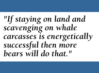 If staying on land and scavenging on whale carcasses is energetically successful then more bears will do that.