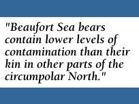 Beaufort Sea bears contain lower levels of contamination than their kin in other parts of the circumpolar north.