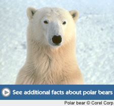 Polar bear button for facts