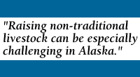 QUOTE: Raising non-traditional livestock can be especially challenging in Alaska