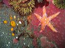 A sea star, coralline algae and ascidians