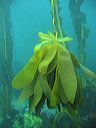 Alaria, also called dragon kelp