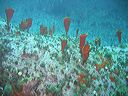 Divers observed a sponge garden