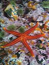 A blood sea star, green sea urchins and coralline algae