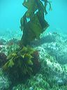 Alaria or dragon kelp