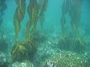 Alaria (dragon kelp)
