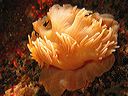 A walking sea anemone