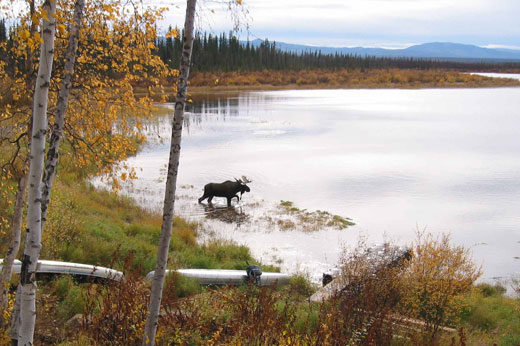 A moose walk in Kanuti Lake near the shore, with upside down boats and a small dock in the forground.